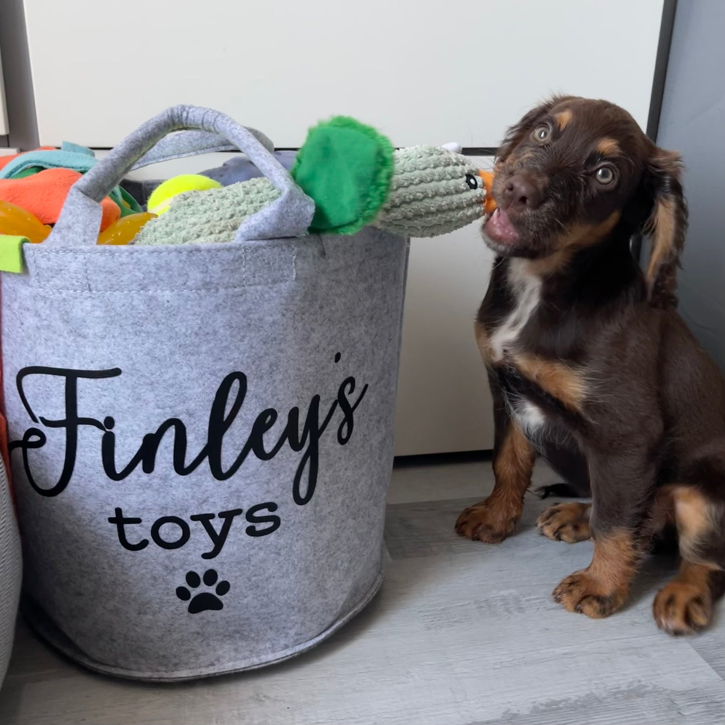 Dog Toy Trug 🐾
